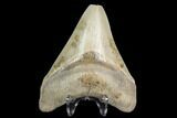 Serrated, Megalodon Tooth - Aurora, North Carolina #130015-2